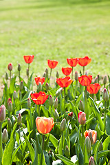 Image showing Spring tulips impregnated by the sun