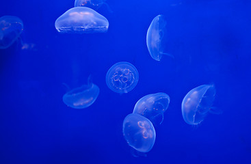 Image showing Jellyfish on blue