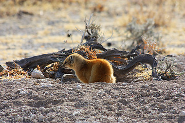 Image showing Yellow Mongoose (Cynictis penicillata)