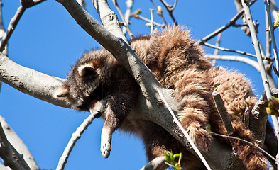 Image showing Procyon lotor Linnaeus