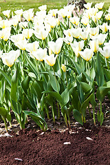 Image showing Tulips - Jaap Groot varieties