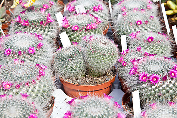 Image showing Cactus plant