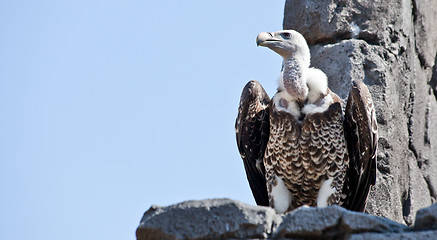 Image showing Vulture