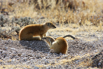 Image showing Yellow Mongoose (Cynictis penicillata)