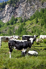 Image showing Cows and Italian Alps