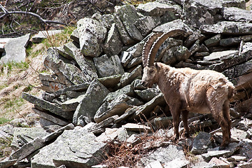 Image showing Capra Ibex - Italian Alps