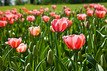 Image showing Spring tulips impregnated by the sun