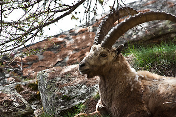 Image showing Capra Ibex - Italian Alps