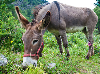 Image showing Donkey on Italian Alps