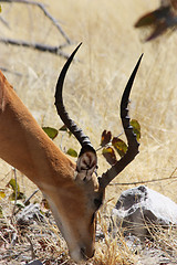 Image showing Black Faced Impala