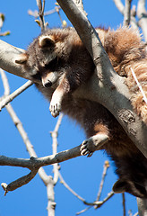 Image showing Procyon lotor Linnaeus