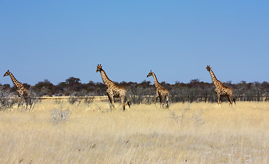 Image showing Group of giraffes