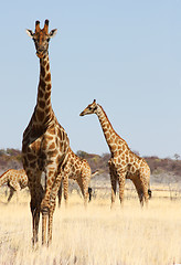 Image showing Group of giraffes