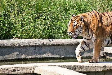 Image showing Walking tiger (Panthera Tigris)