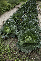 Image showing Cabbage