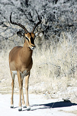 Image showing  impala