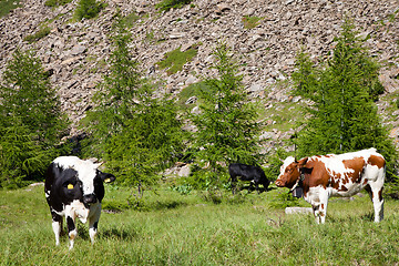 Image showing Cows and Italian Alps