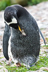 Image showing Gentoo Penguin