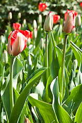 Image showing Spring tulips impregnated by the sun