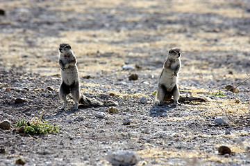 Image showing  marmots