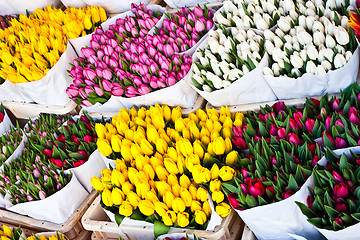 Image showing Amsterdam flowers market