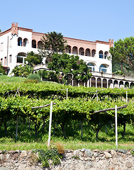 Image showing Italian charming villa in vineyard