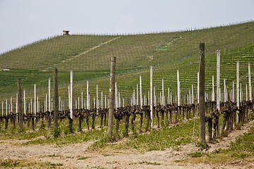 Image showing Barbera vineyard - Italy