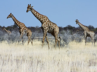 Image showing Group of giraffes