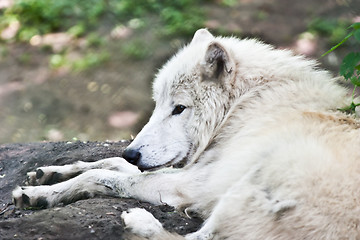 Image showing White wolf