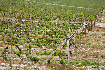 Image showing Barbera vineyard - Italy