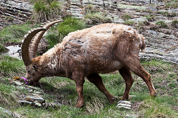 Image showing Capra Ibex - Italian Alps