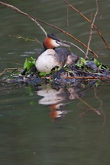 Image showing A great crested grebe nesting