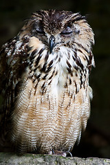 Image showing Bengale Eagle Owl