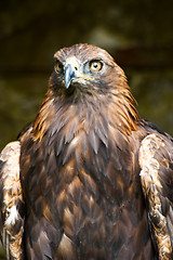 Image showing Golden Eagle