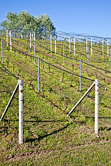 Image showing Vineyard irrigation system