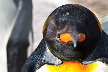 Image showing King Penguin