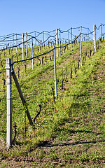 Image showing Vineyard irrigation system