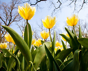 Image showing Tulips - Jaap Groot varieties