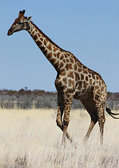 Image showing Giraffe