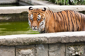 Image showing Danger: hungry tiger