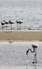 Image showing Phoenicopterus roseus