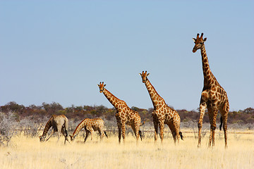 Image showing Group of giraffes