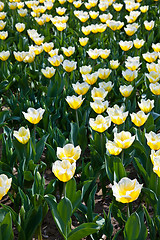 Image showing Tulips - Jaap Groot varieties