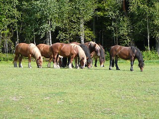 Image showing Horses grazing