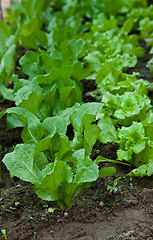 Image showing Green salad