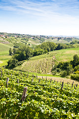 Image showing Italy - Piedmont region. Barbera vineyard