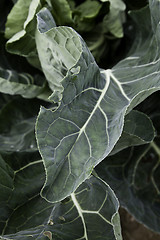 Image showing Green salad