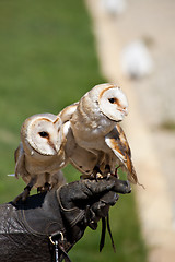 Image showing Barn Owl (Tyto Alba)