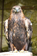 Image showing Golden Eagle