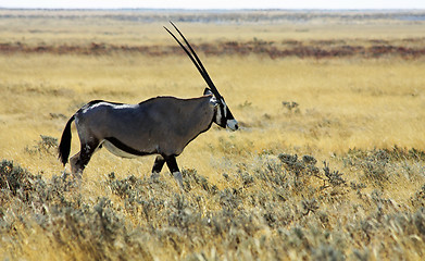Image showing Oryx - lateral view